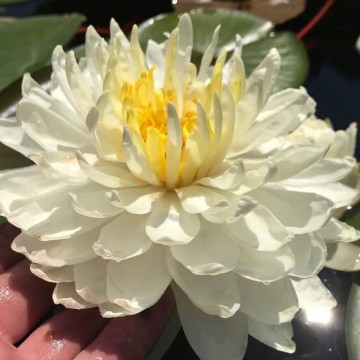 Nymphaea white 1000 petals nelumbogarden waterlilies matthijs hazeleger water lilies 4.jpg