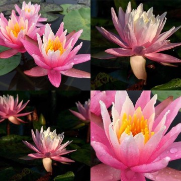 Nymphaea white hot nelumbo garden waterlelies matthijs hazeleger waterlelies 3