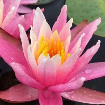 Nymphaea white hot nelumbo garden waterlelies matthijs hazeleger waterlelies 5