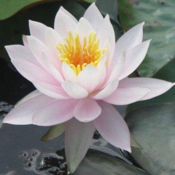 Nymphaea william b shaw nelumbogarden waterlilies 1