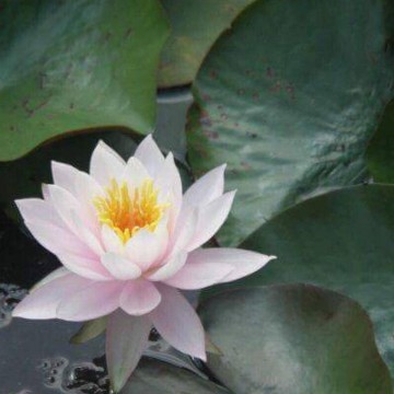 Nymphaea william b shaw nelumbogarden waterlilies 3
