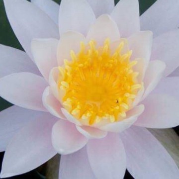 Nymphaea william b shaw nelumbogarden waterlilies 4