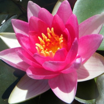 Nymphaea xiafei nelumbogarden waterlilies 1