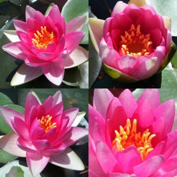 Nymphaea xiafei nelumbogarden waterlilies 2