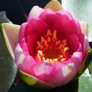 Nymphaea xiafei nelumbogarden waterlilies 3