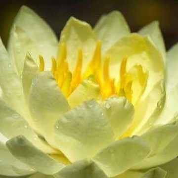 Nymphaea yellow sensation nelumbogarden waterlilies 2
