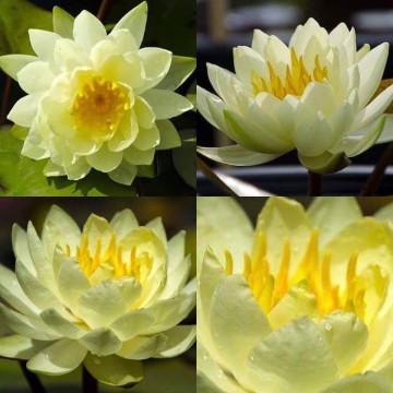 Nymphaea yellow sensation nelumbogarden waterlilies 3