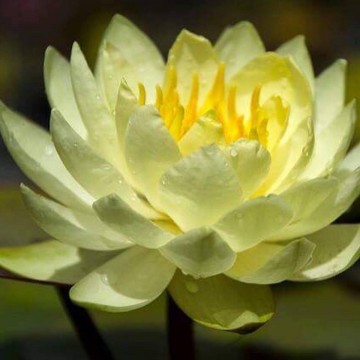 Nymphaea yellow sensation nelumbogarden waterlilies 4