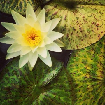 Nymphaea yellow watermelon nelumbogarden waterlilies 1