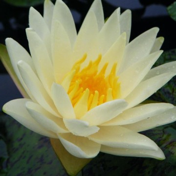 Nymphaea yellow watermelon nelumbogarden waterlilies 3