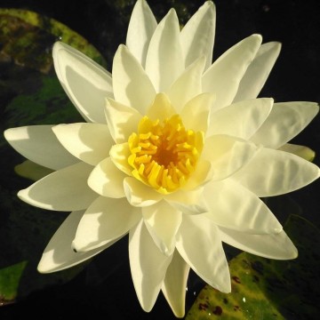 Nymphaea yellow watermelon nelumbogarden waterlilies 5