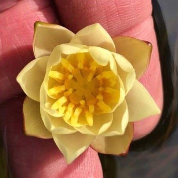 Pygmaea helvola nelumbogarden waterlilies 1