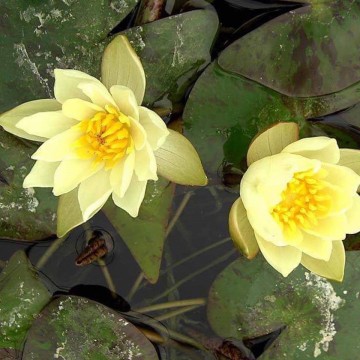 Pygmaea helvola nelumbogarden waterlilies 4