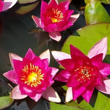 Pygmaea rubra nelumbogarden waterlilies 2