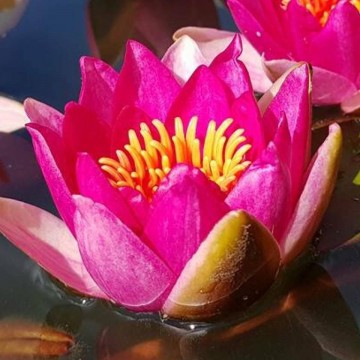 Pygmaea rubra nelumbogarden waterlilies 3