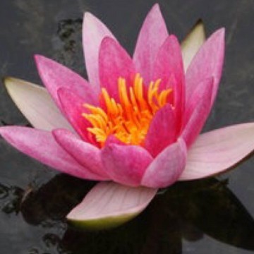 Pygmaea rubra nelumbogarden waterlilies 5